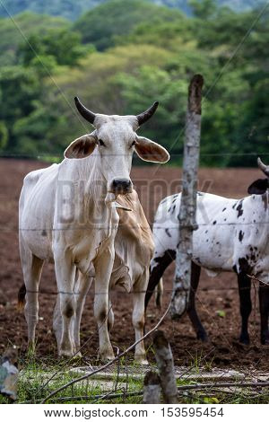 Brahman Cattle In Costa Rica