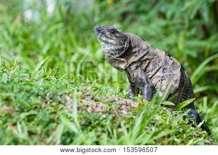 Tropical Iguana In Costa Rica