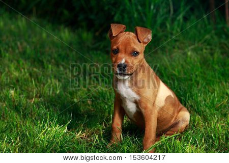 puppy breed American Staffordshire Terrier on a green grass