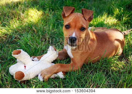 puppy breed American Staffordshire Terrier on a green grass
