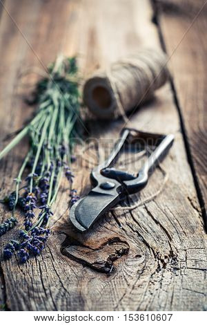 Closeup of fresh lavender on old wooden table