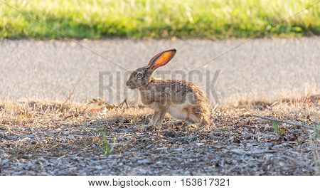 Black-tailed Jackrabbit (Lepus californicus) sitting with its translucent ears.