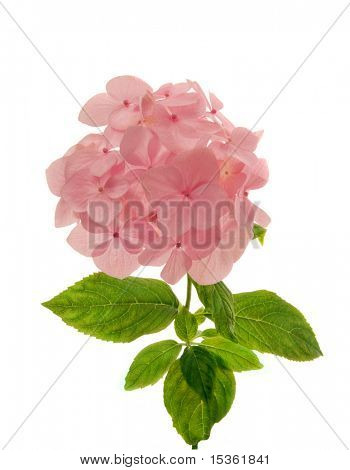 Romantisk rosa hortensia