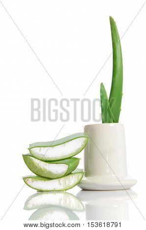 organic aloe vera isolated on the white