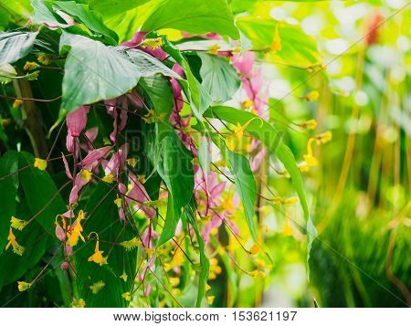 The Globba Ginger Flowers are blooming in the garden.