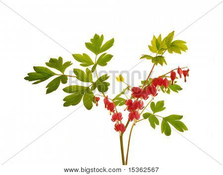 Isolerede blomst Dicentra