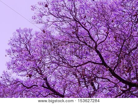 Beautiful blooming violet branches of Jacaranda. Brooklyn. Pretoria. Spring in South Africa.