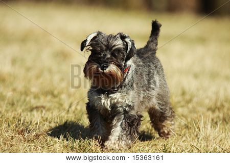 schnauzer