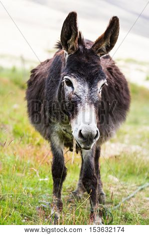 Closeup Black donkey in field, Leh, India