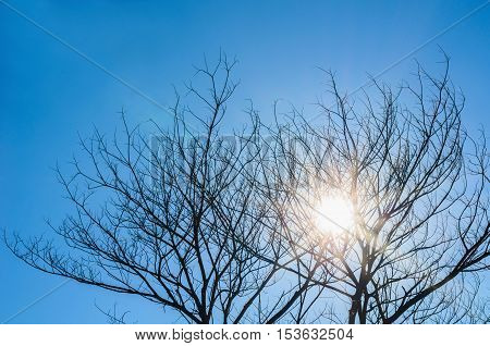 dead tree with clear blue sky and sunshie