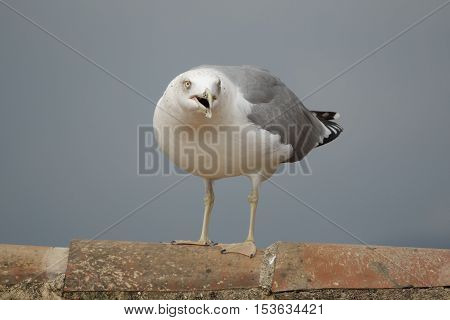 Closeup view of screaming and angry seagull over tile roof