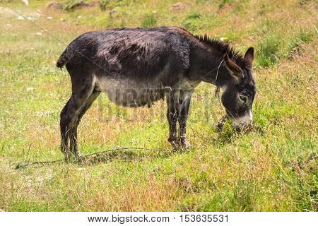 Closeup Black donkey in field Leh India