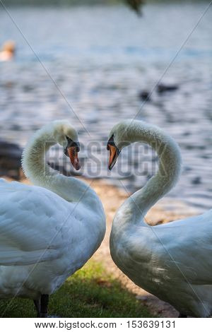 Color image of two swans moving their necks.