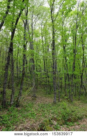 green forest in spring and young trees