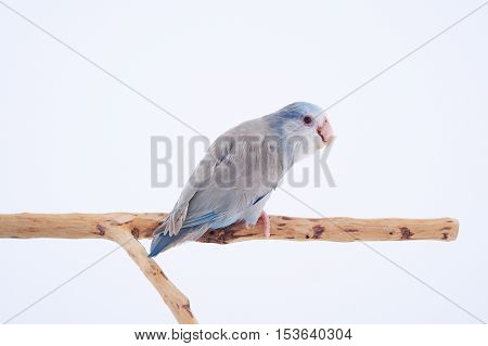 Bird stand on the branch with white background.