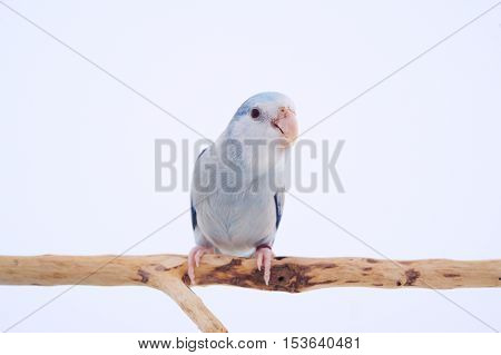 Bird stand on the branch with white background.
