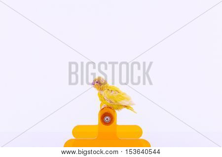 Bird stand on the perch with white background.