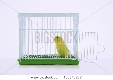 Parrot in bird cage with white background.