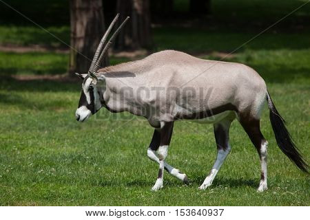 Gemsbok (Oryx gazella gazella), also known as the Southern oryx. Wildlife animal. 