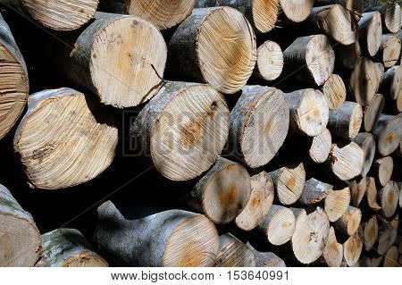 Forest pine trees logs background felled by the logging timber industry