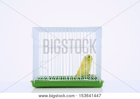Parrot in bird cage with white background.