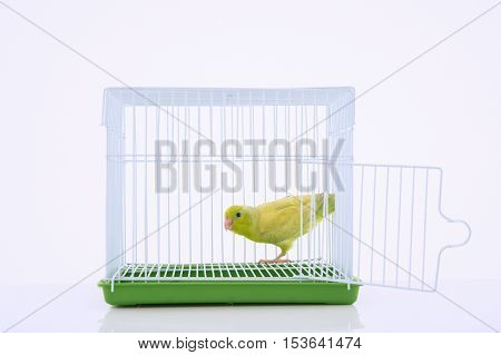 Parrot in bird cage with white background.