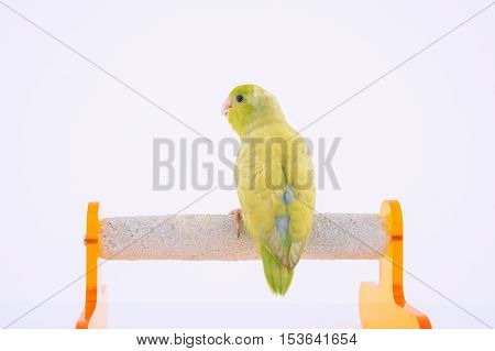 Bird stand on the perch with white background.