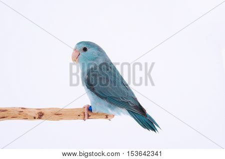 Bird stand on the branch with white background.