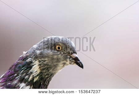 Beautiful multicolored spotted pigeon side portrait closeup