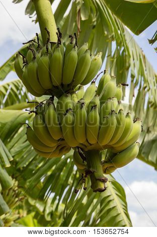 Banana tree and fruit in Nakhon Pathom Province of Thailand