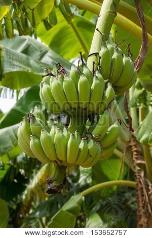 Banana tree and fruit in Nakhon Pathom Province of Thailand