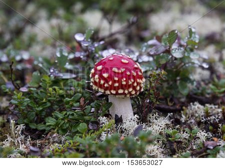 Amanita Muscaria