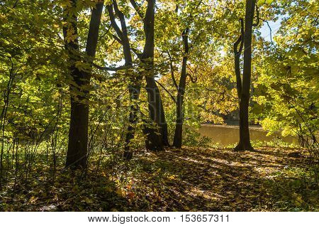 Golden autumn, one sunny day,  a little pond in the forest.