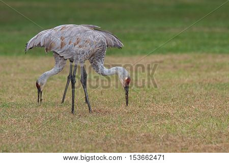 Two sandhill cranes one in front of the other bend and contort their long necks to probe the grasses of a meadow.