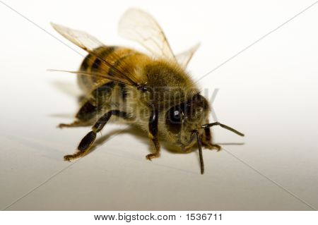 Honey Bee