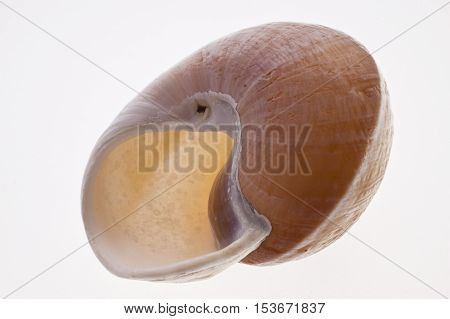 Close up of a Snail Shell cutout
