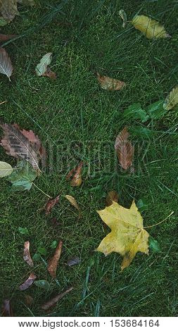 Leaves on the grass,  leaves on the ground,  falling leaves, maple tree leaves