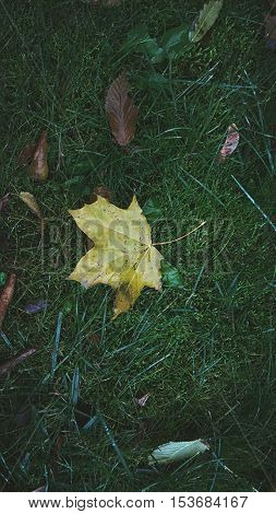 Leaves on the grass,  leaves on the grass,  autumn nature