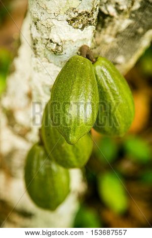 Unripe Cocoa pods on a tree in Ogun State, Nigeria