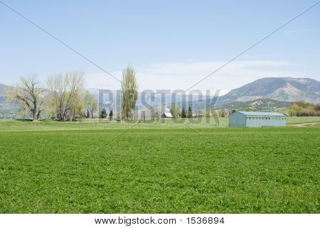 Campo