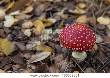 Amanita muscaria, fly agaric or fly amanita