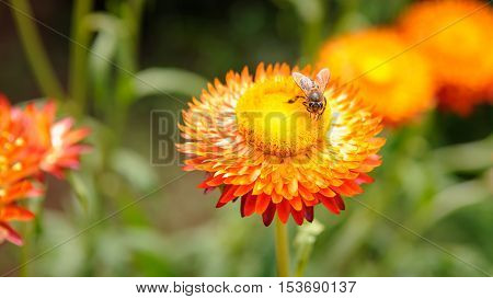 Bee On The Straw Flower.