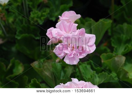 Blooming pink geranium flower blossoms in bloom.
