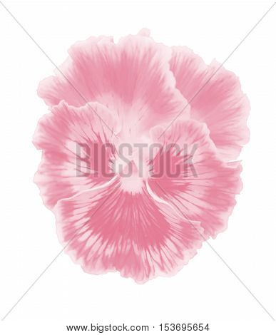 Pink Viola Vector
