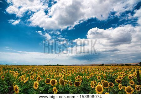 Beautiful sunflower field at the summer, near Burgas, Bulgaria