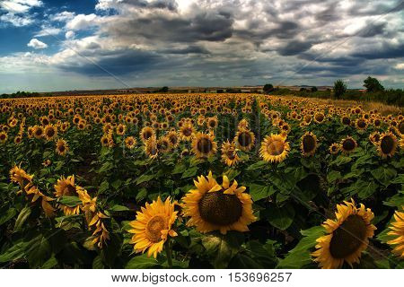 Beautiful sunflower field at the summer near Burgas, Bulgaria