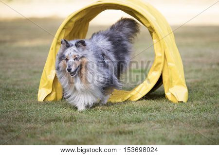Shetland Sheepdog Sheltie running throug agility tunnel