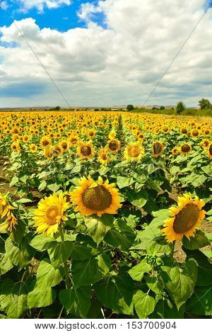 Beautiful sunflower field at the summer, near Burgas, Bulgaria