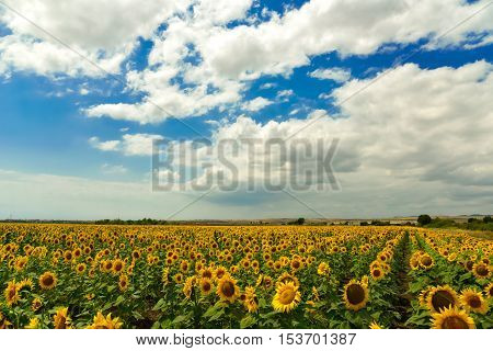 Beautiful sunflower field at the summer, near Burgas, Bulgaria