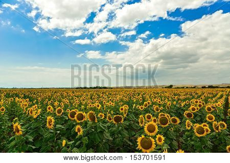 Beautiful sunflower field at the summer, near Burgas, Bulgaria